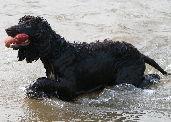 Irish Water Spaniel 