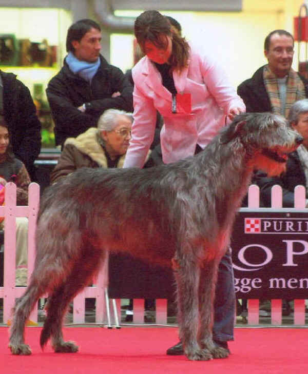 Irish Wolfhound