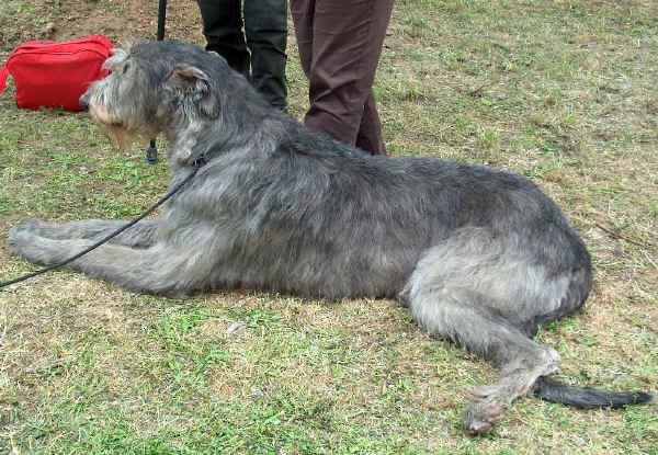 Irish Wolfhound