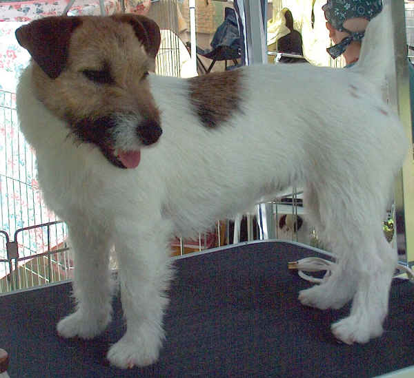 Jack Russell Terrier a pelo ruvido
