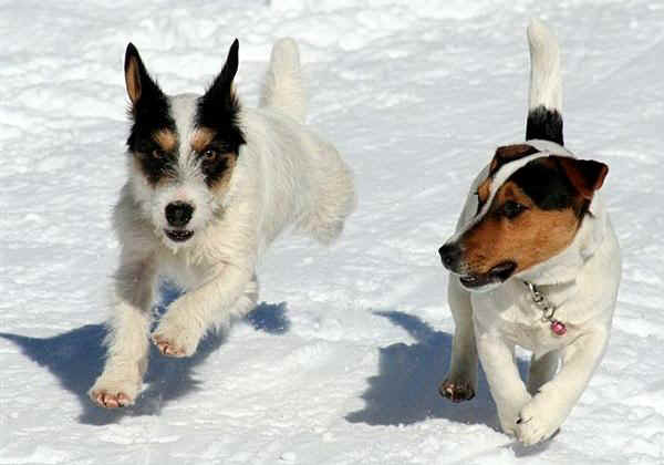 Jack Russell Terrier 