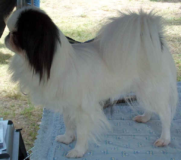 Japanese Chin