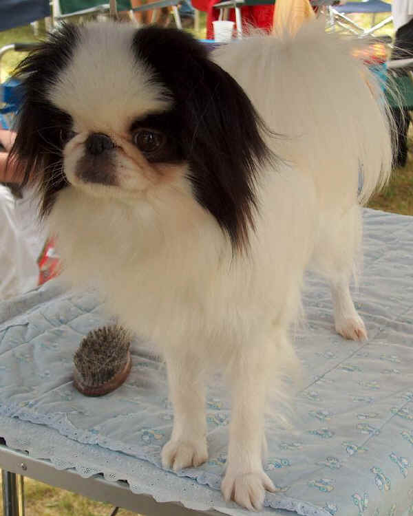 Japanese Chin