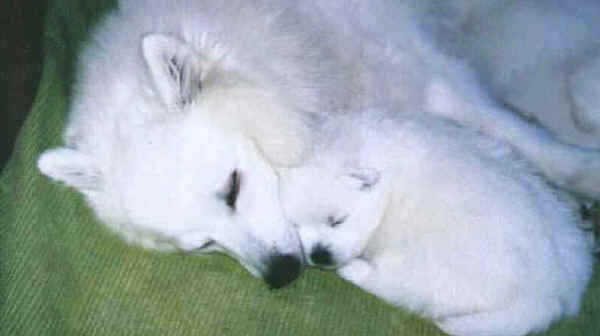 Japanese Spitz 