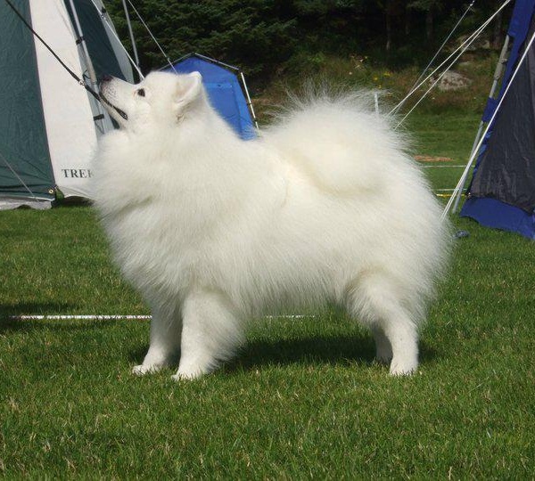 Japanese Spitz 