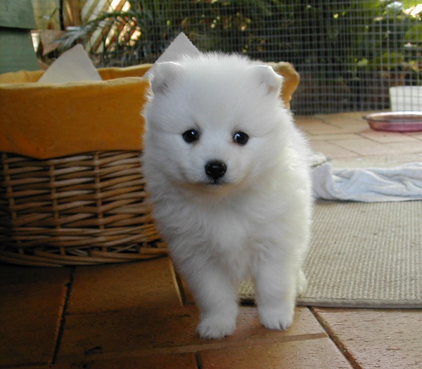 Japanese Spitz 