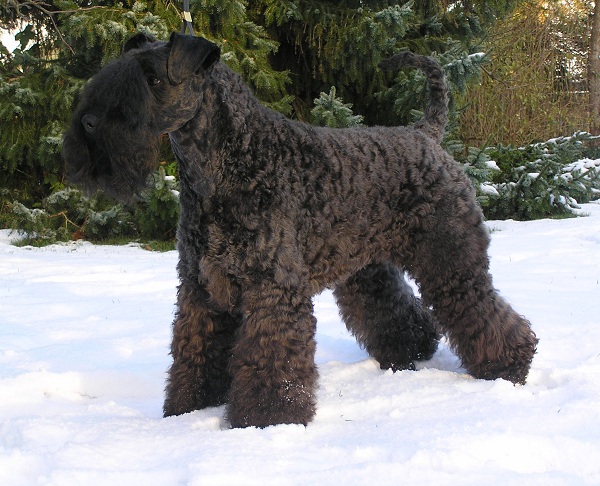 Kerry Blue Terrier