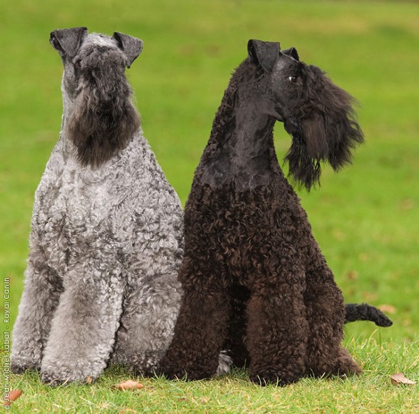 Kerry Blue Terrier