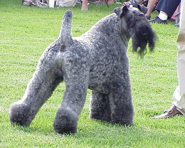 Kerry Blue Terrier