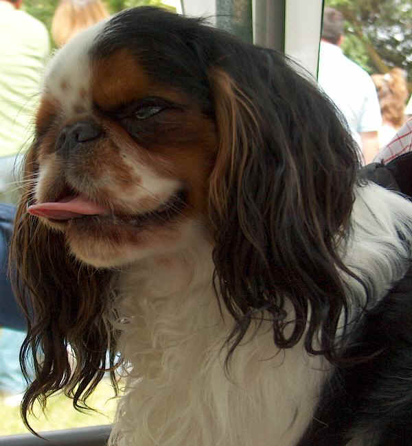 King Charles Spaniel 