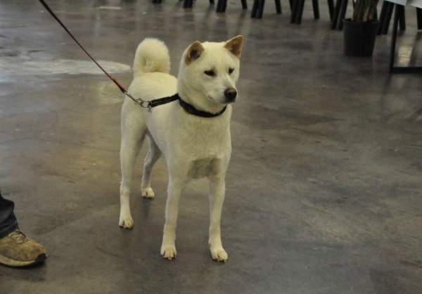 Kishu Inu