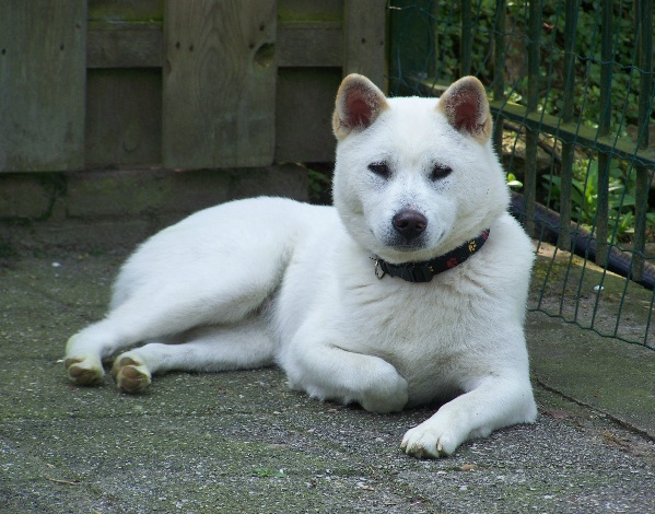 Kishu Inu