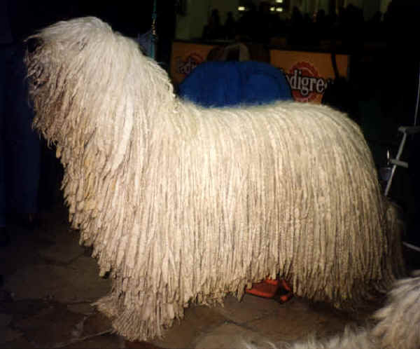 Komondor