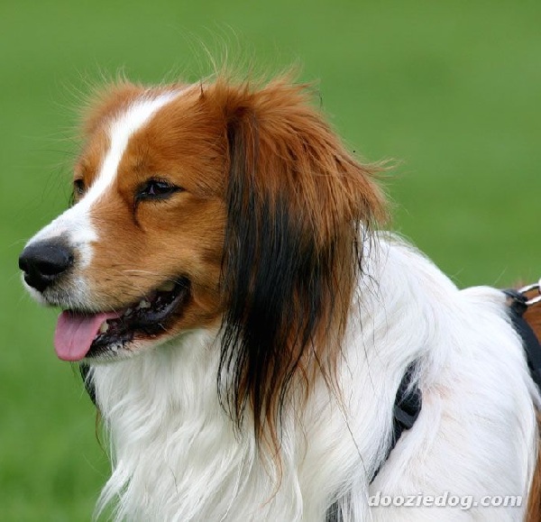 Kooikerhondje