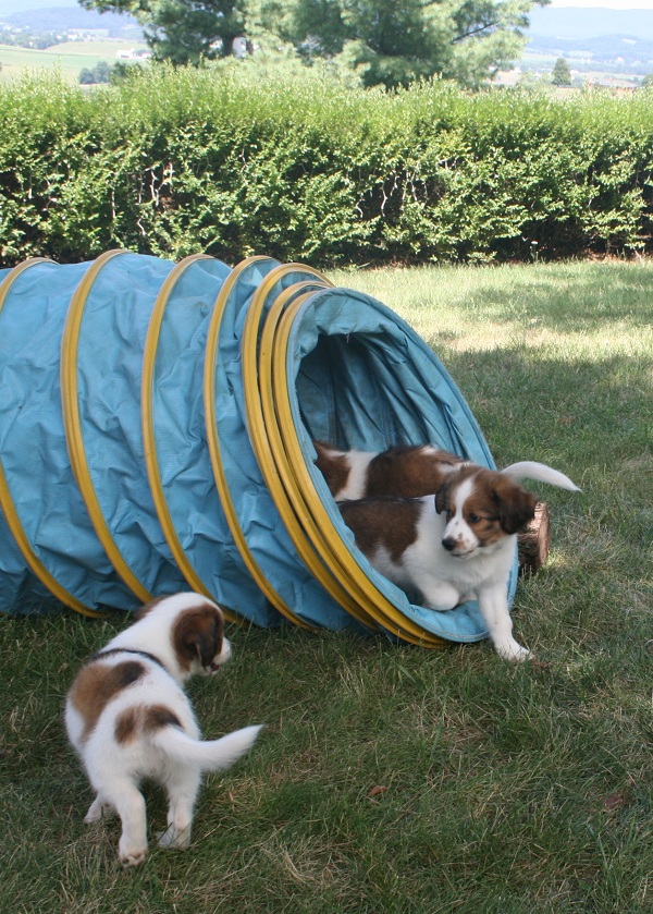 Kooikerhondje