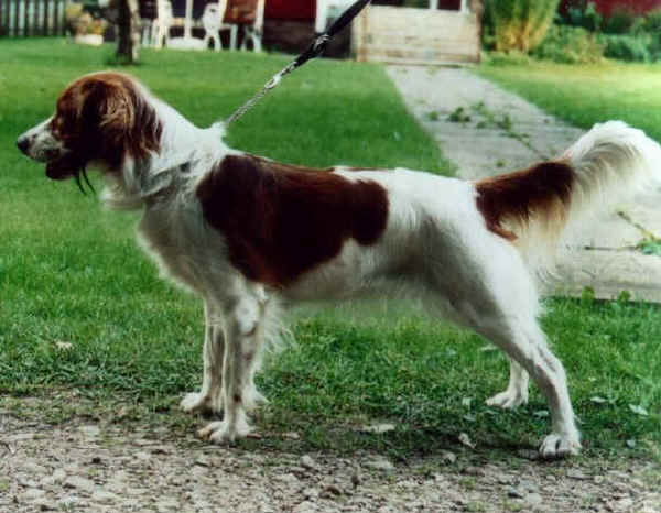 Kooikerhondje