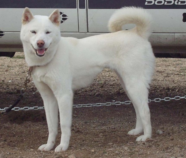 Korea Jindo Dog