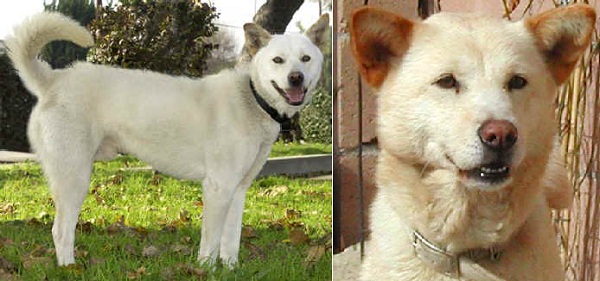 Korea Jindo Dog