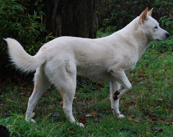 Korea Jindo Dog