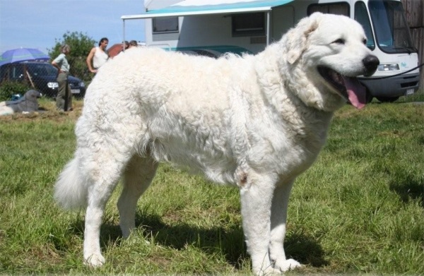 Kuvasz