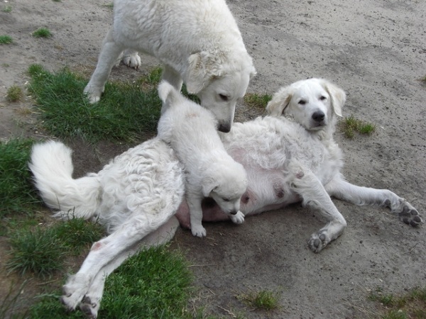 Kuvasz