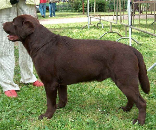 Labrador Retriever