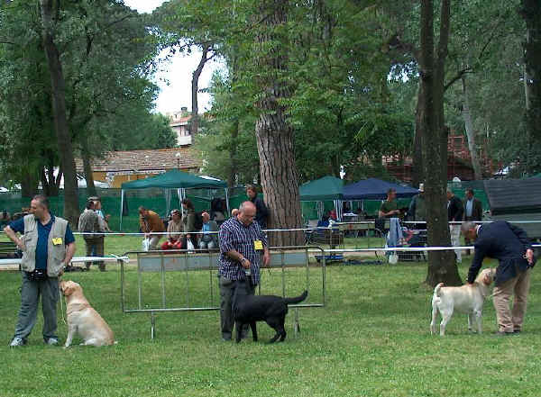 Labrador Retriever