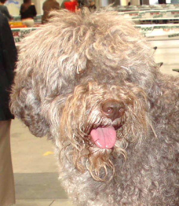 Lagotto Romagnolo