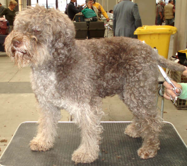 Lagotto Romagnolo