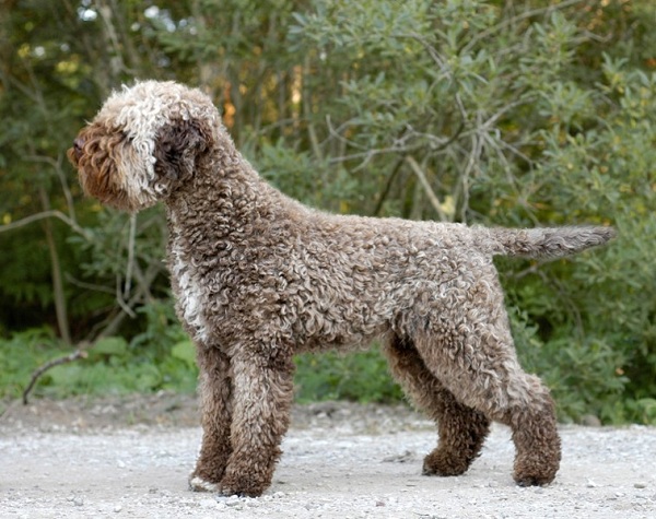 Lagotto Romagnolo