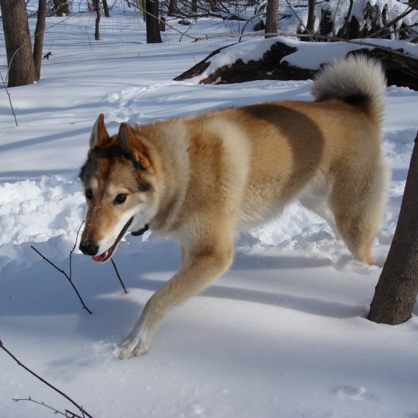 Laika della Siberia Orientale