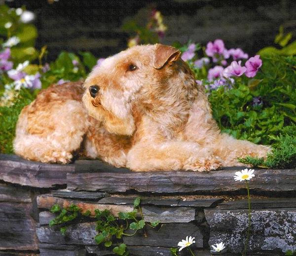 Lakeland Terrier