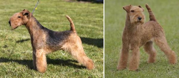 Lakeland Terrier