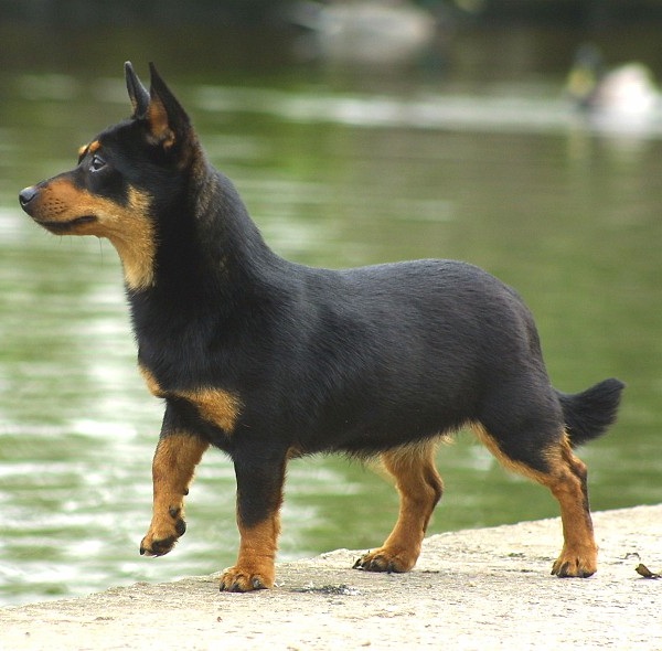 Lancashire Heeler