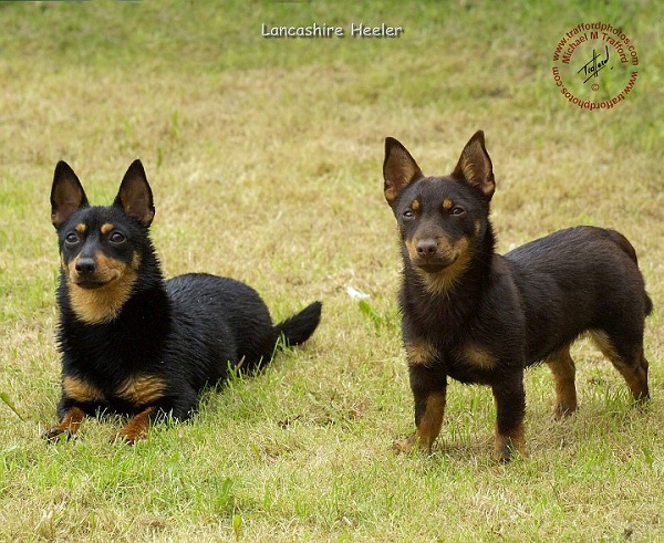 Lancashire Heeler