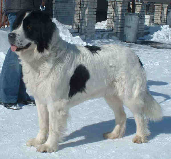 Landseer