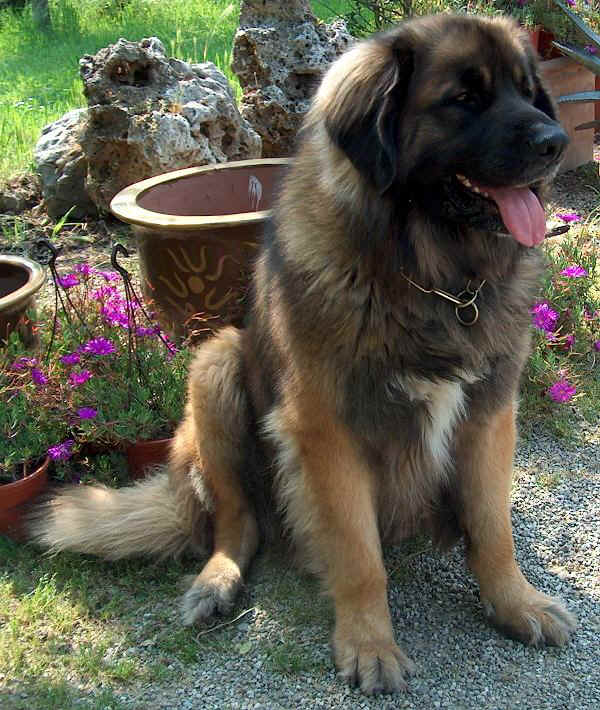 Leonberger