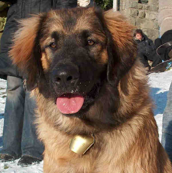 Leonberger