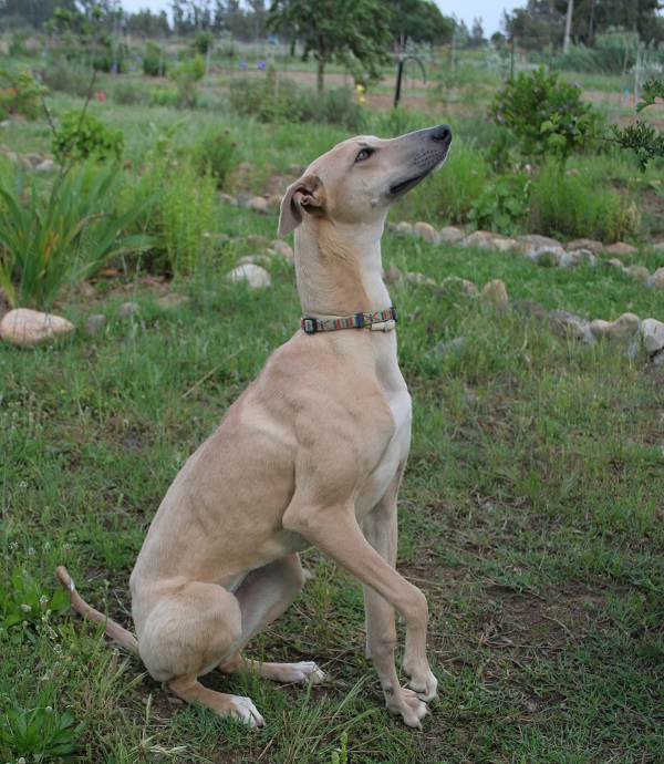 Levriero Sardo - Cani de lèpuri