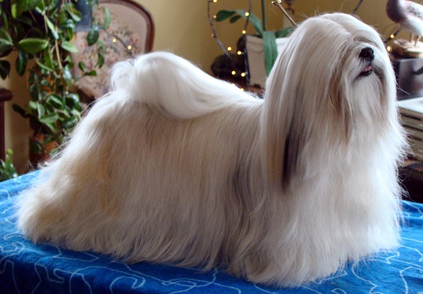 Lhasa Apso