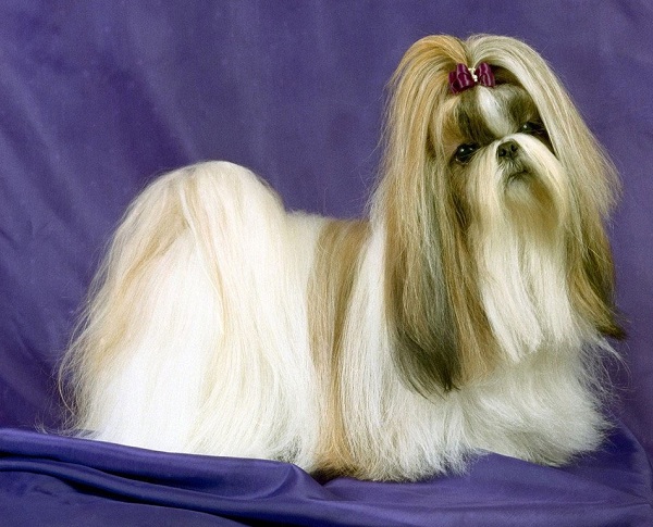 Lhasa Apso