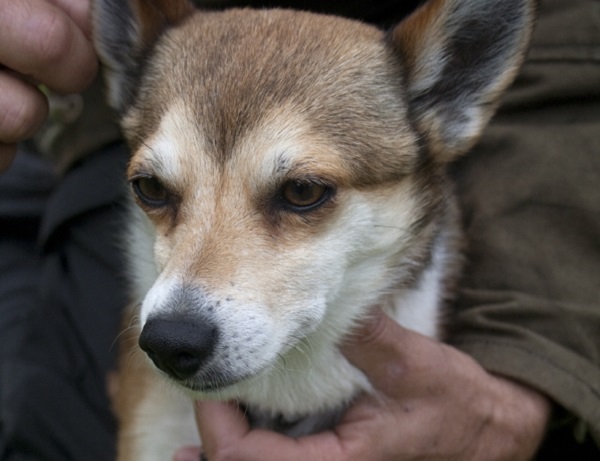 Norsk Lundehund