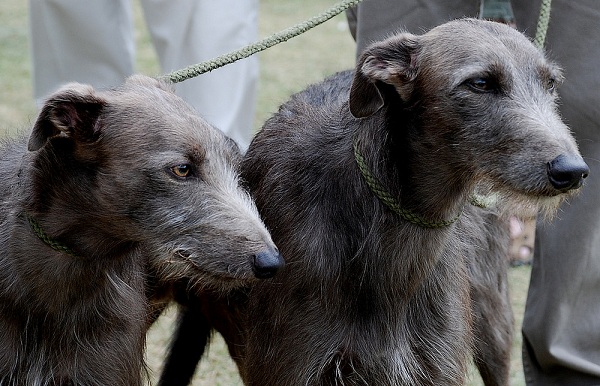Lurcher