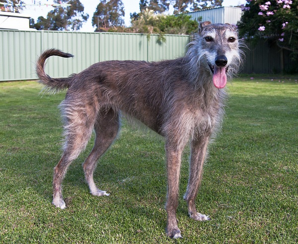 Lurcher