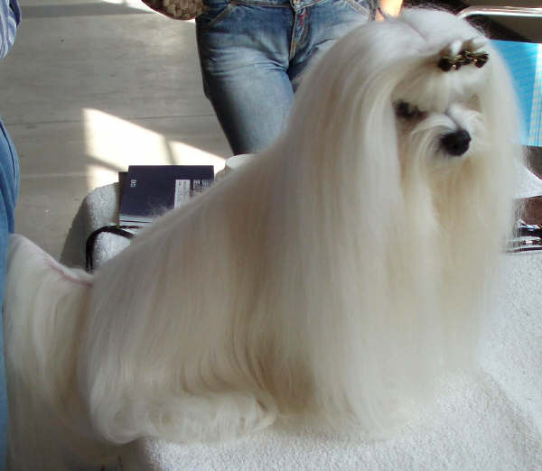 Cane Maltese