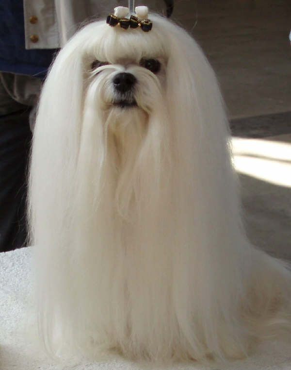 Cane Maltese