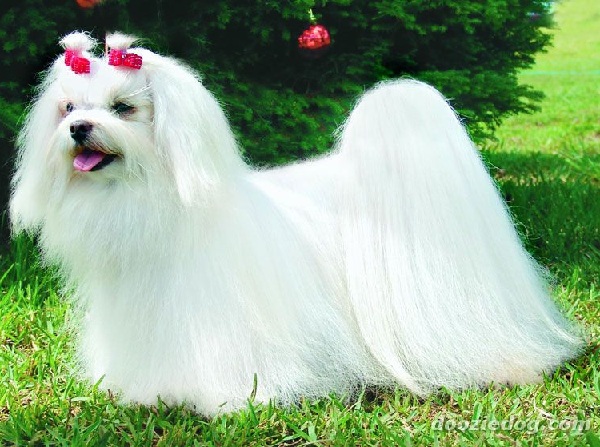 Cane Maltese