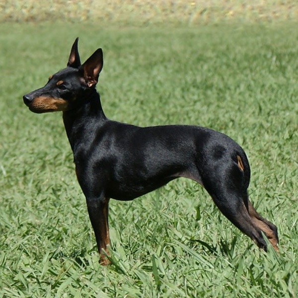 Manchester Terrier 