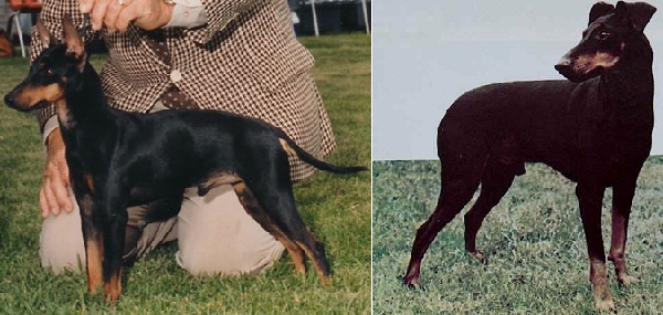 Manchester Terrier 