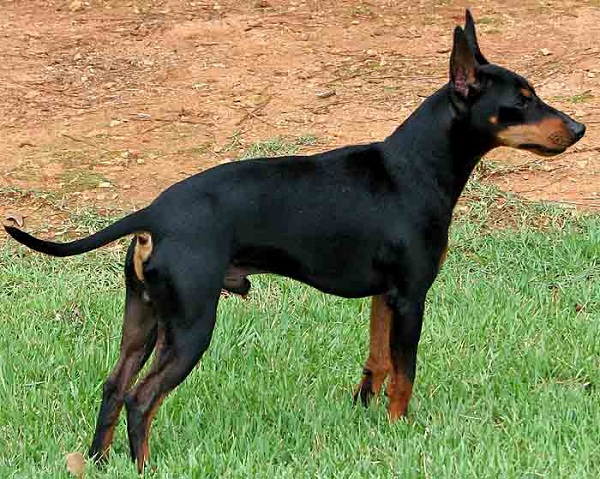 Manchester Terrier 